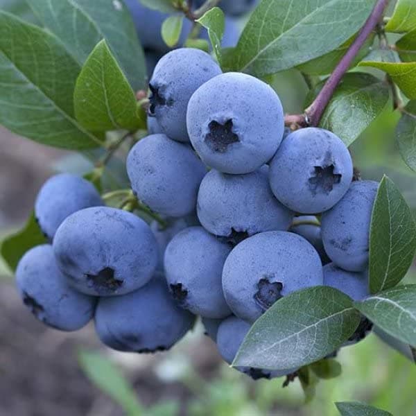 M-Tech Gardens Rare Blueberry " Aurora " Exotic 50 Fruit Seeds for Growing