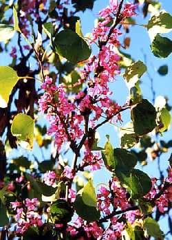 60 Seeds - Tropical Judas Tree (Cercis Siliquastrum)