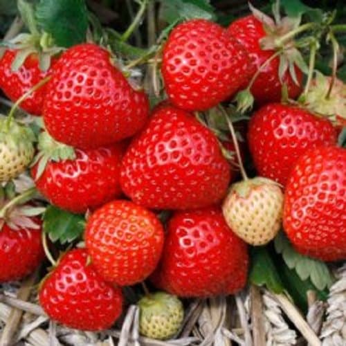 Swanley Village Nursery 40 X Strawberry Plants Bare Rooted Marshmellow