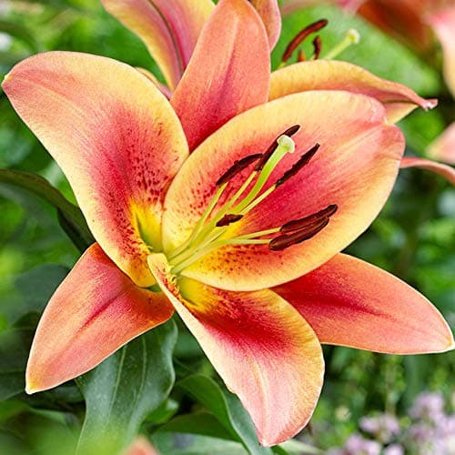- Montego Bay Orienpet Lilies Flower Bulbs - 3 Lily Bulbs per Pack - Pleasantly Scented - Attracts Butterflies and Hummingbirds - Good as Cut Flowers - Perennializing - Live Plants - Outdoor Garden