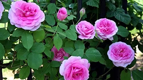HUDGLE Pink white Climbing Rose Seed (10 per packet)