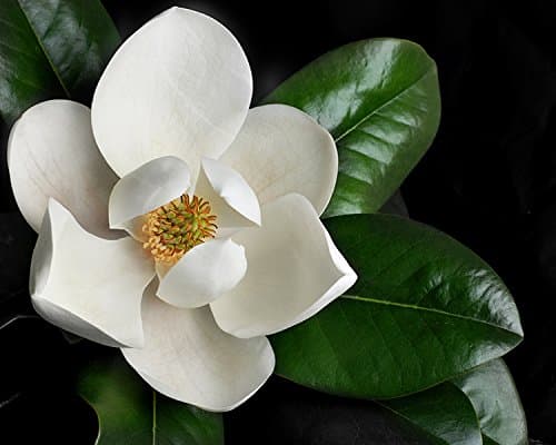 Magnolia grandiflora - Southern Magnolia Tree in Small Pot - Starter Plant/Plugs