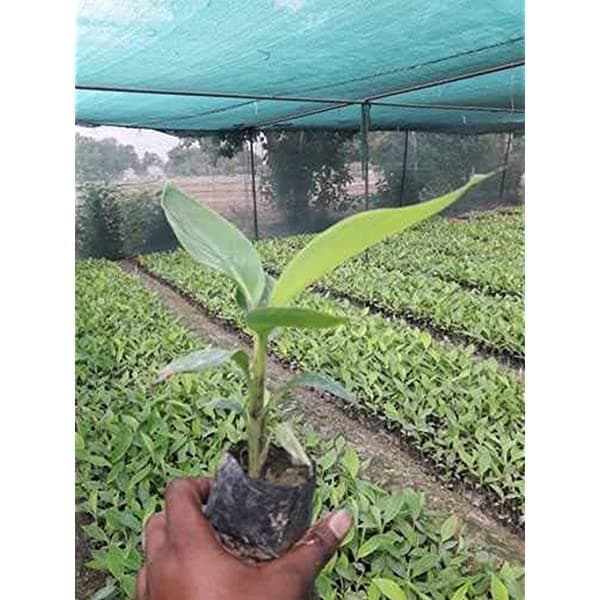 MVKR Live Banana fruit Plant I With Growbag (Pack of 1 Plant)