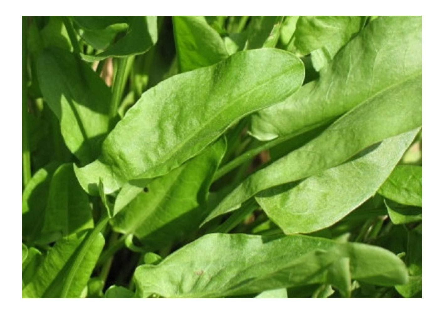 PREMIER SEEDS DIRECT - Sorrel - RUMEX ACETOSA - 1.5 Grams