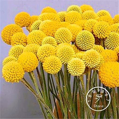 Seeds Shopp 100 Pieces/Lot Heirloom Craspedia Globosa Drumstick Perennial Billy Buttons Garden Yellow Flower seeds
