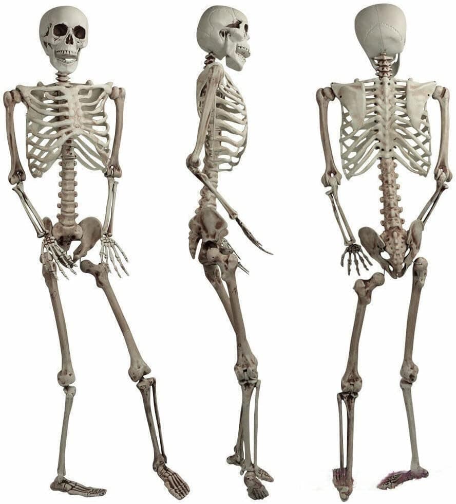 sanjianke-fssanjianke-fs Halloween Decoration Skeleton Poseable Decoration Life Size 170cm Party Prop Graveyard Bones