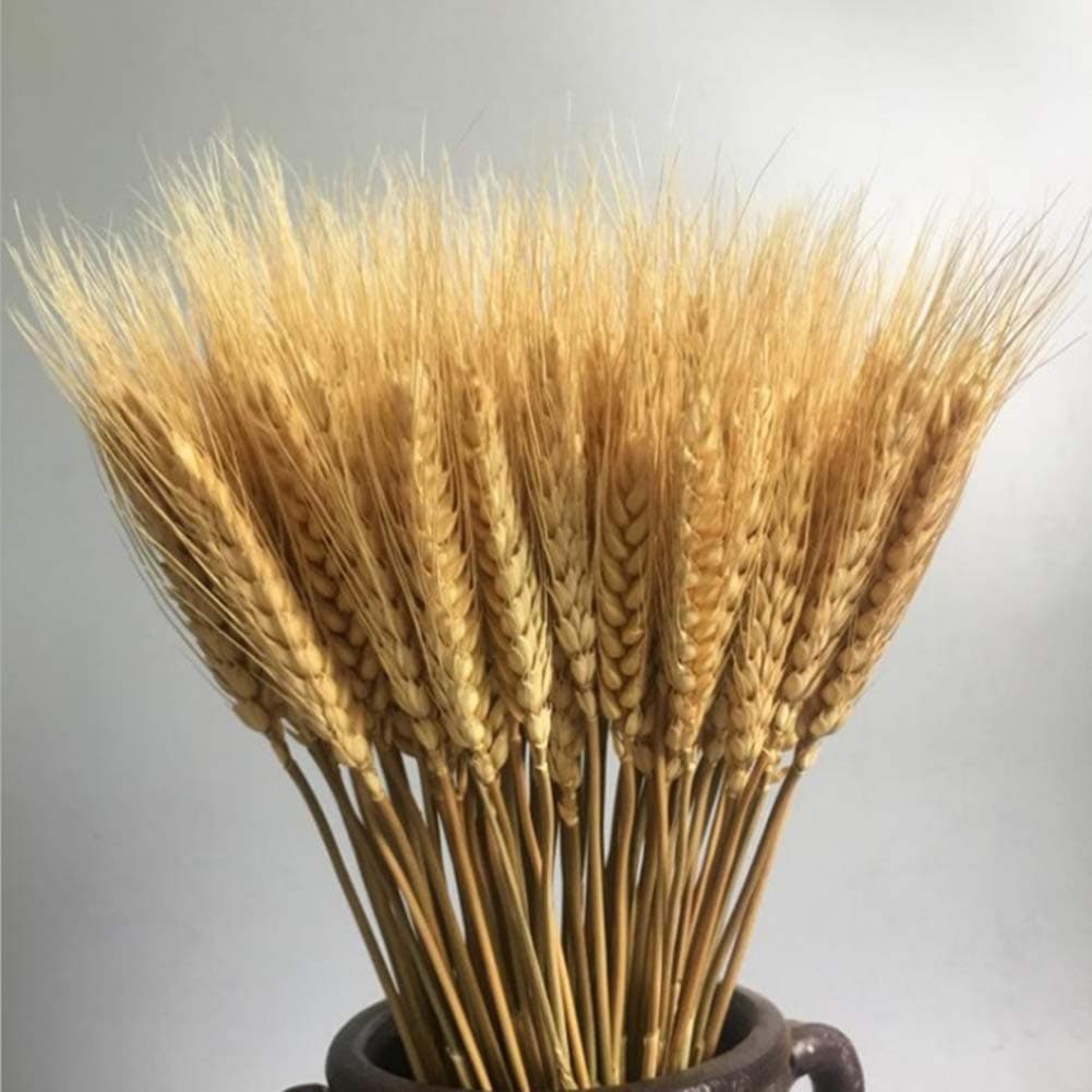 100 Pcs Dry Wheat Grass Bouquet Natural Wheat Dried Grasses Bundle Dried Wheat Length 45cm (Wheat)