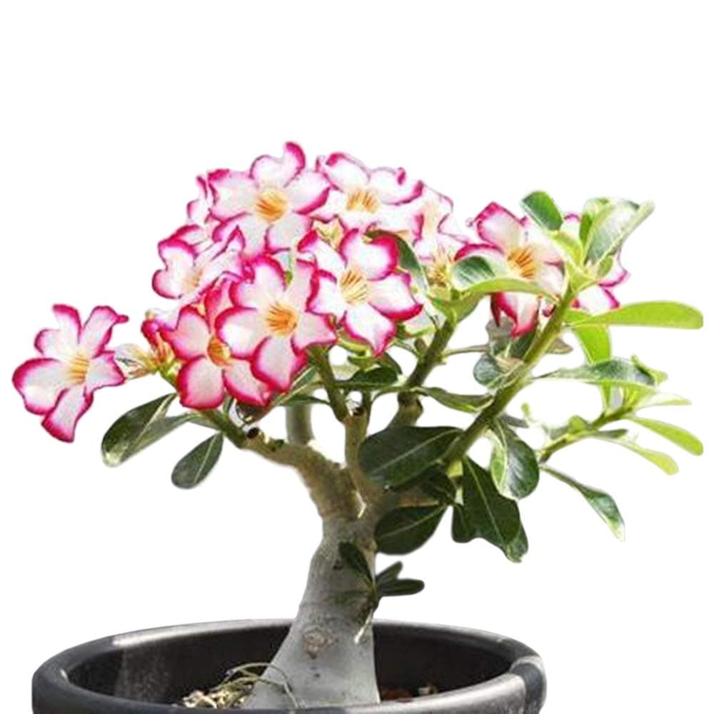 COLIBYOU Desert Rose, Adenium Obesum one Year Plant , Baby Size Bonsai Caudex (1 Rose)