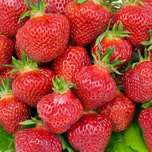 Swanley Village Nursery 40 X Strawberry Plants Bare Rooted Flamenco