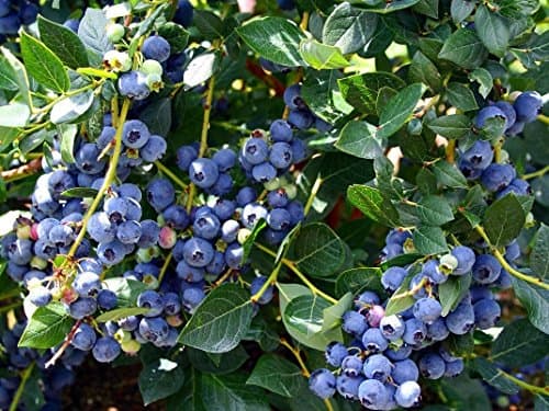 Rare Bush Blueberry Fruit, 1 Healthy Plant