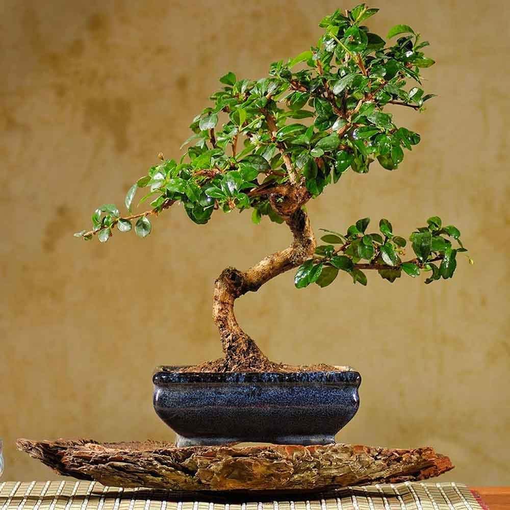 Abana Homes Bonsai Plants for Home Indoor Live Carmona Flowering Bonsai Tree 4 Years 25 CM