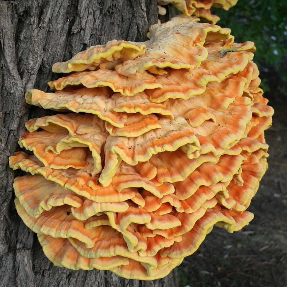 Liquid Fungi100 Chicken of The Woods Mushroom Plug Spawn to Grow Gourmet Medicinal Mushrooms at Home or Commercially