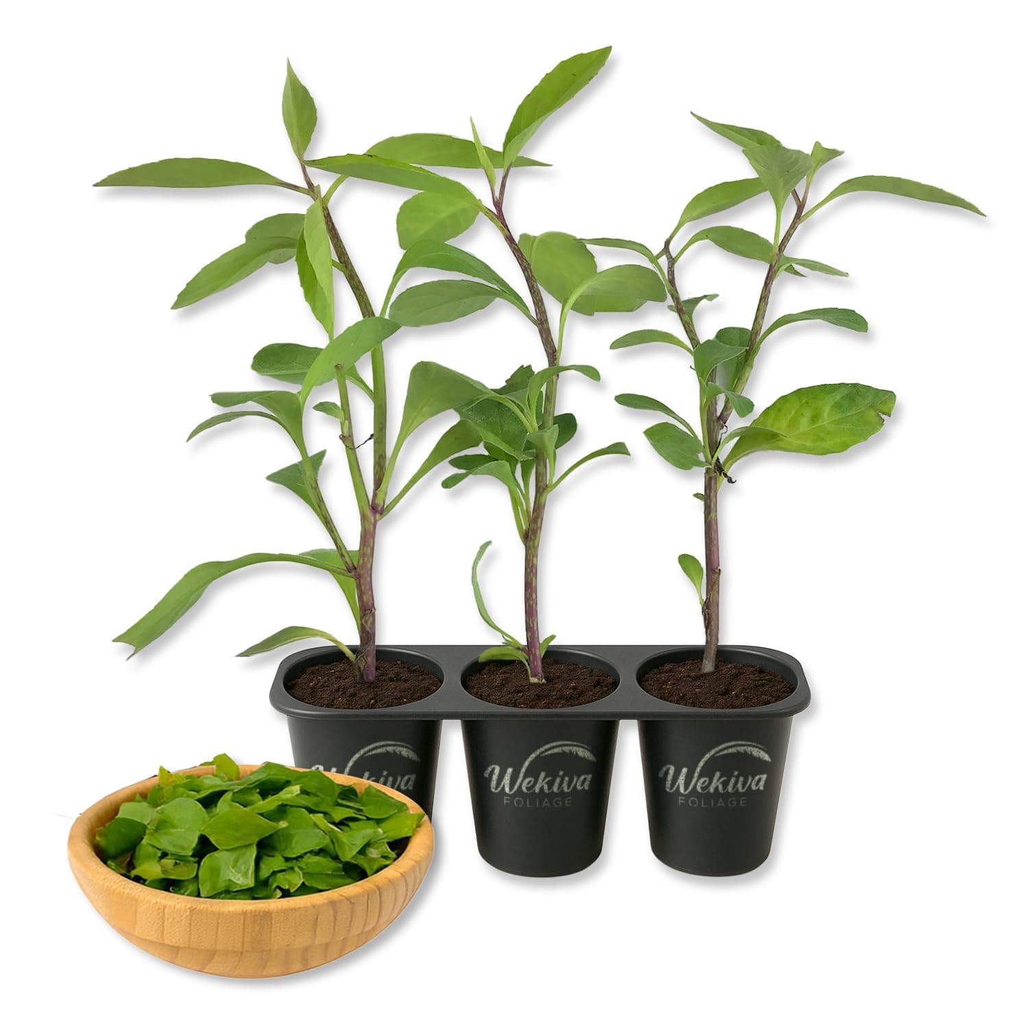 Longevity Spinach - 3 Live Starter Plants - Gynura Procumbens - Grow Your Own Vegetables and Fruit in The Garden or Patio