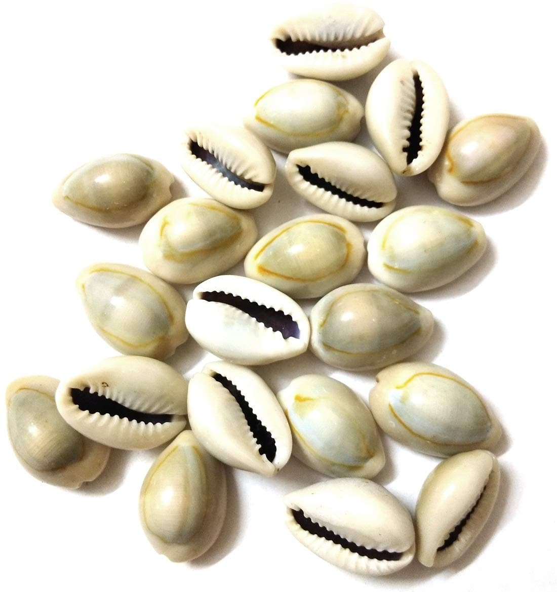 Natural Kawdi, Kaudi, Kowdi, Cowrie, Koudi, Kodi Shells Stone Packet - Set of 21 for Laxmi Pooja/puja, Multi
