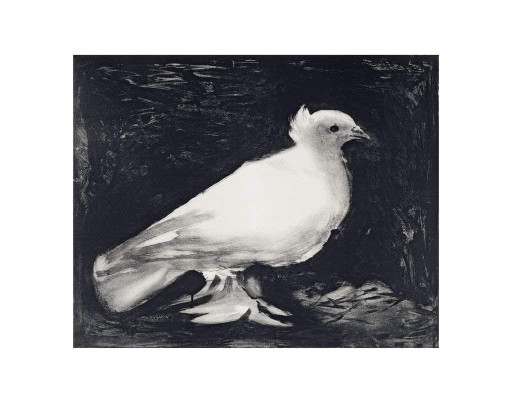 Pablo Picasso, Dove, 1949 - Art Print Poster, Paper Size 11" x 14" Image Size 8" x 10"(4175)