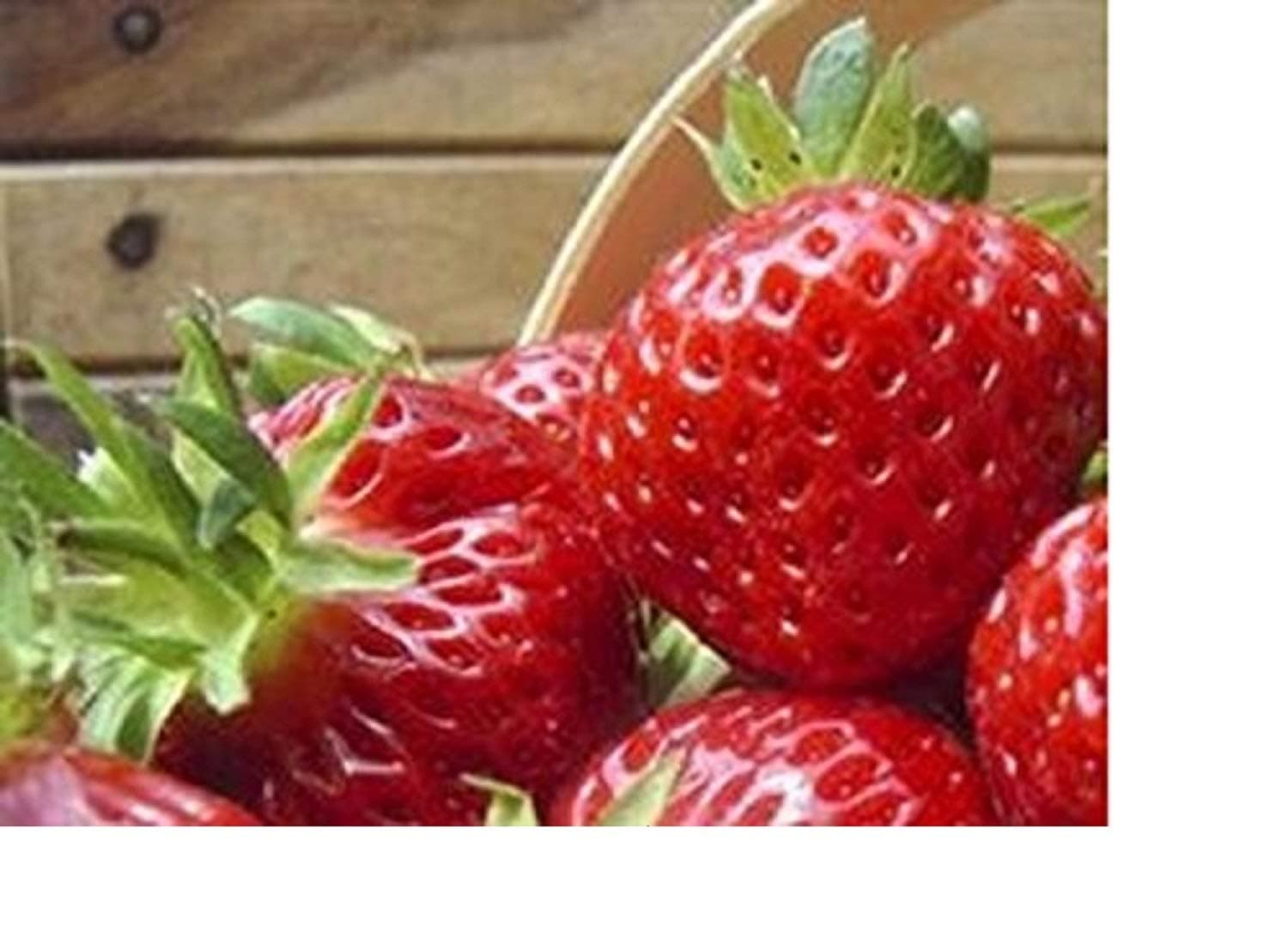 6 x Strawberry Honeoye Mid Fruit Plants - Grow You're Own Strawberries - BARE ROOT Fruit Bush Strawberry