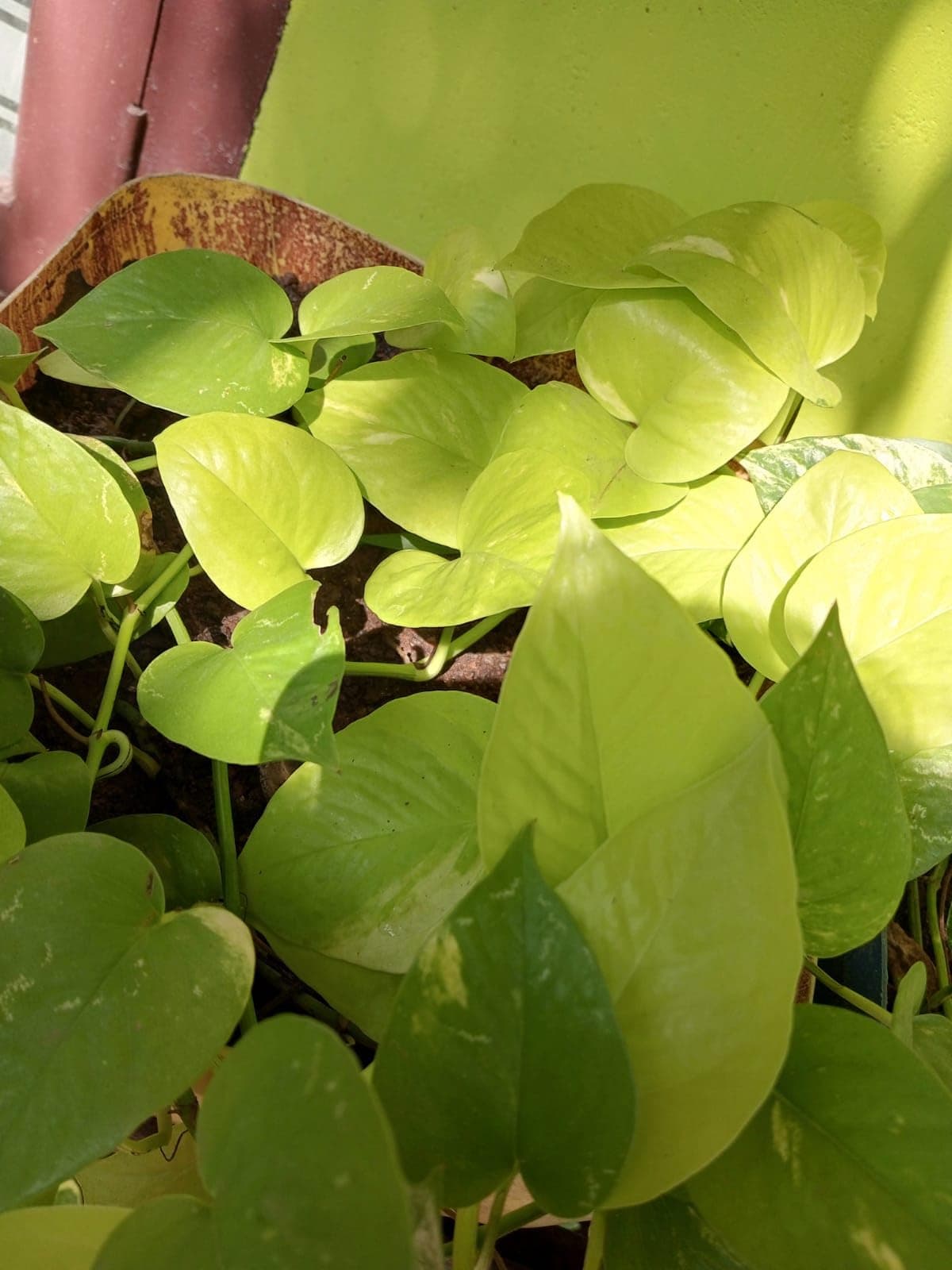 Pothos Live Plants 4 Varieties Indoor Plants Golden Pothos|| N-Joy Pothos || Marble Queen Pothos || Neon Pothos (Neon)