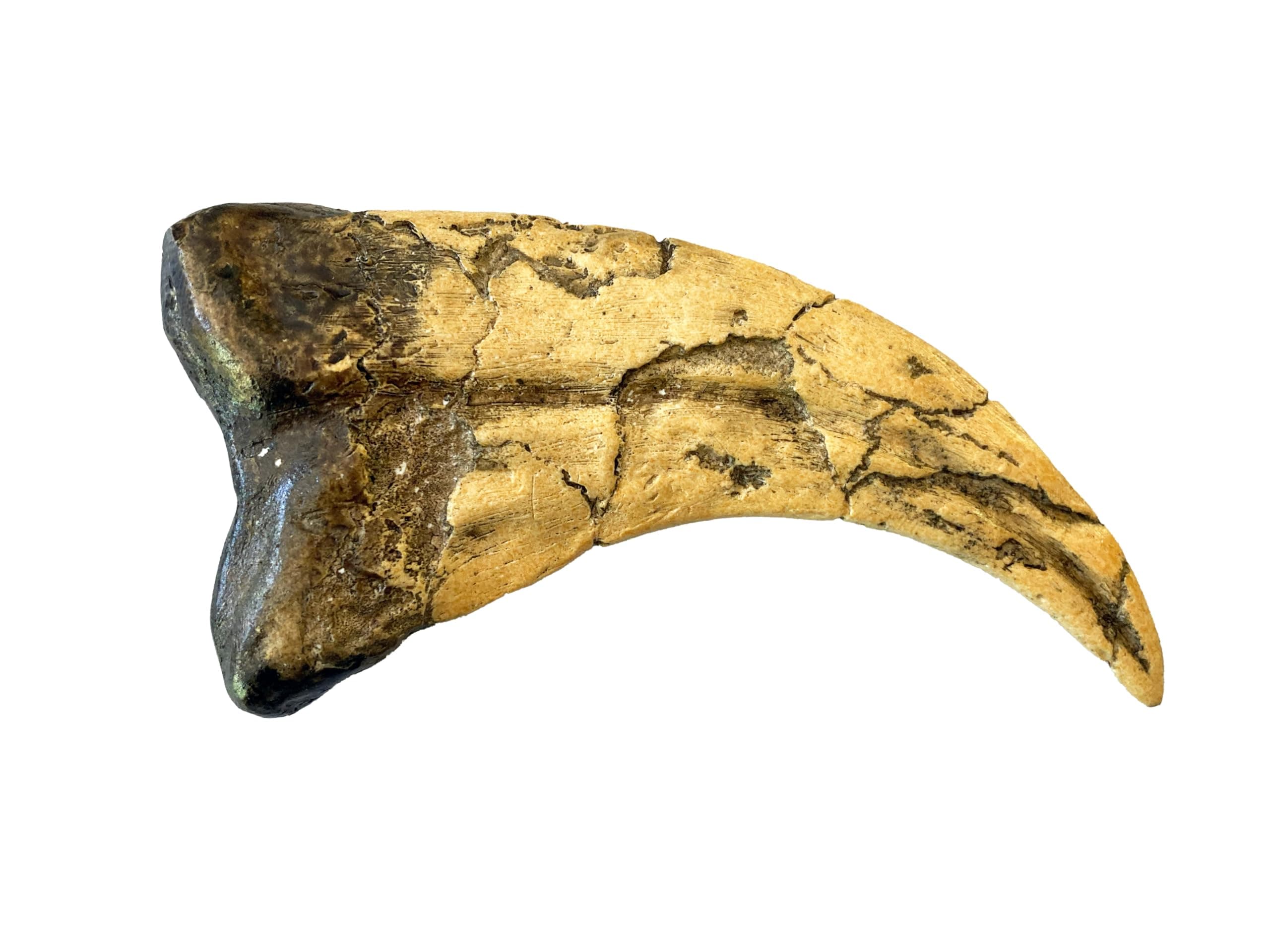 Utahraptor Dinosaur Life Size Raptor Claw Fossil Replica