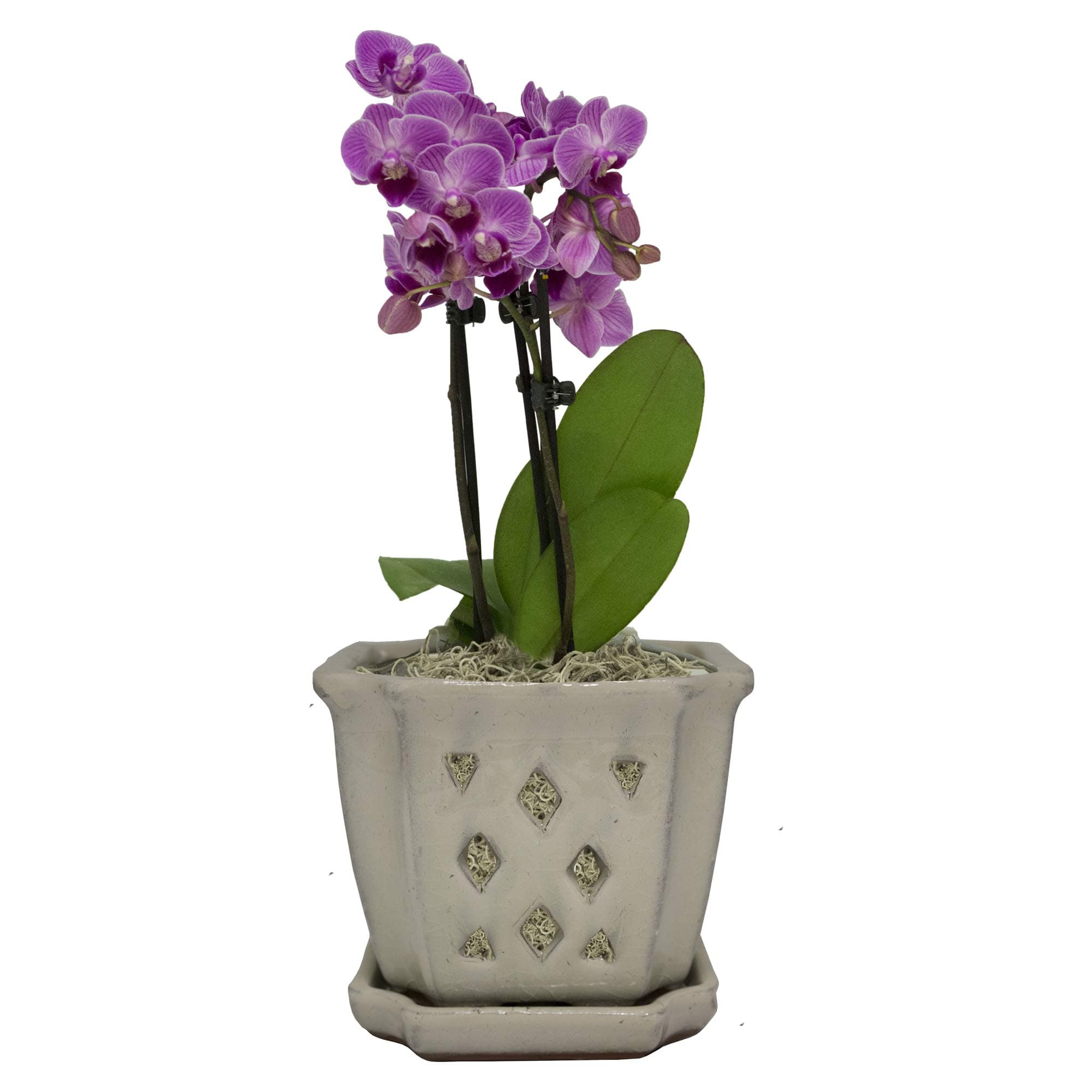 TRENDSPOT 5IN Orchid Pot Square, Crackle White Indoor Planter, 5 inch