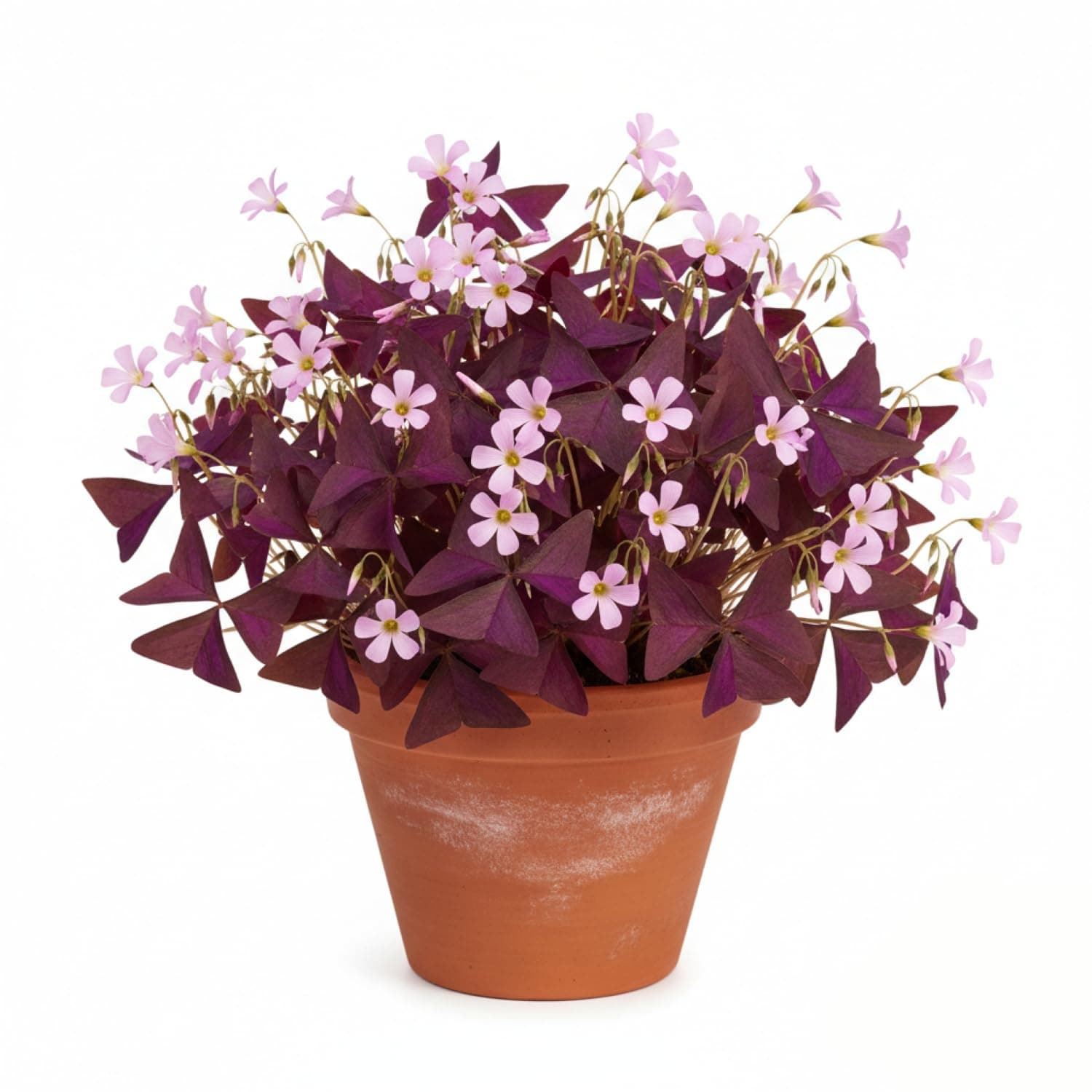 Pack of 24 Purple Shamrocks Bulbs, Oxalis Bulbs for Planting, Oxalis Triangularis Bulbs Good Luck Flower Bulbs