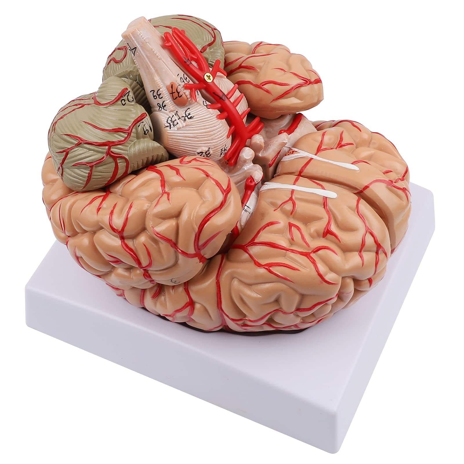 Human Brain Model, Life Sized Brain Model 8-Part Human Brain Anatomy for Study Display Teaching Anatomical Model