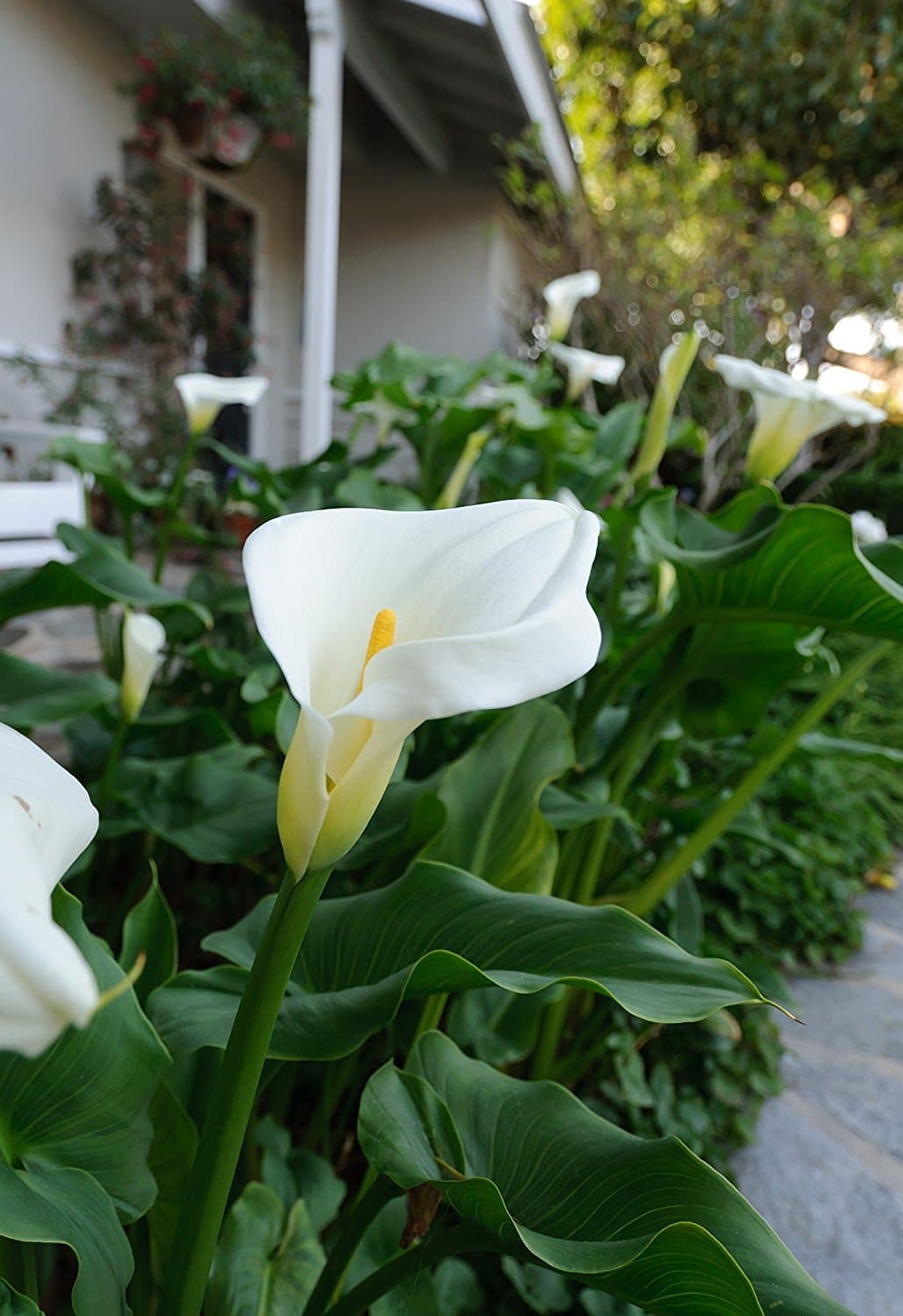 Calla Lilies Aethiopica White Giant - 3 large bulbs - 15+ cm bulb