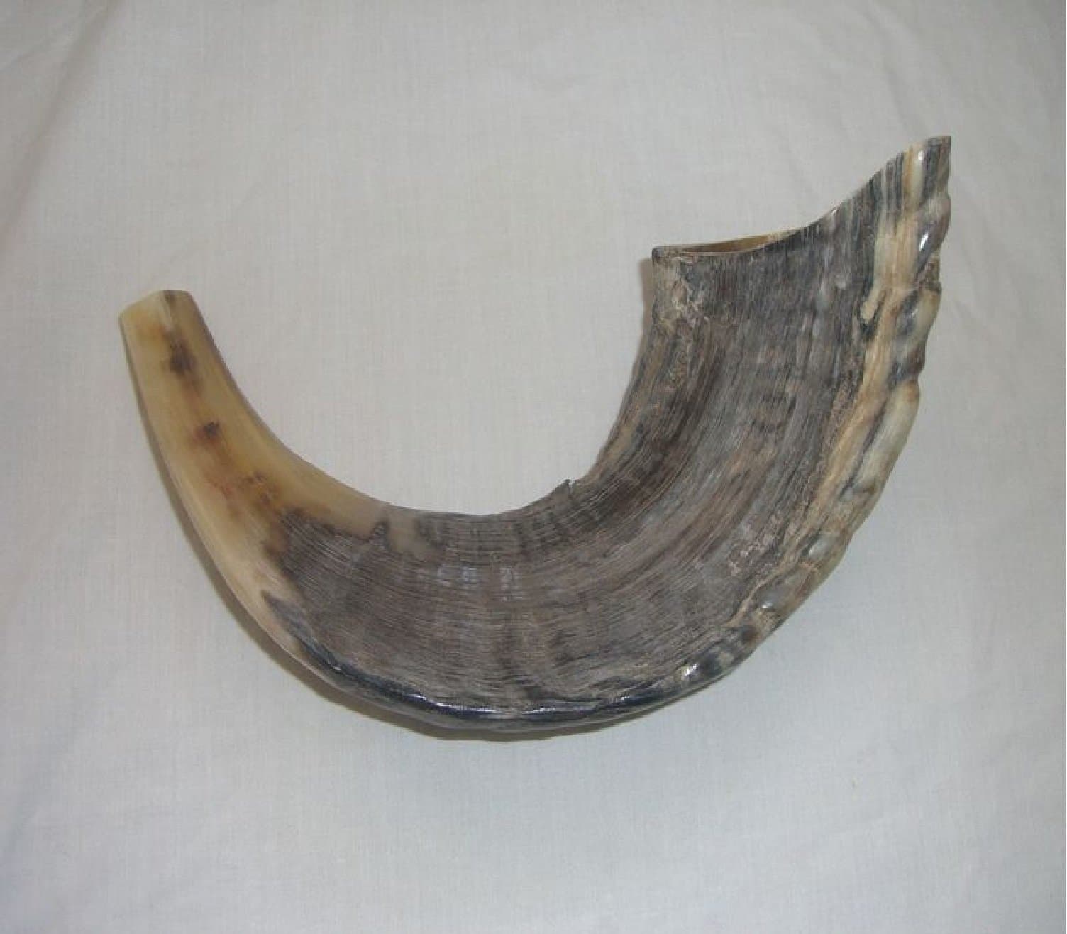 Small Classic Ram's Horn Shofar - Half Polished Finish Half natural New 12"-15"