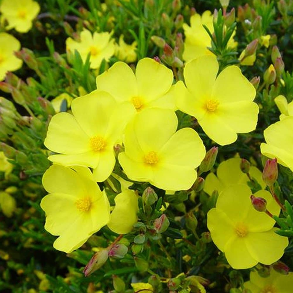 Wooly Rock Rose Plant in Pot - Halimium Libanotis Evergreen Shrub Hardy - Healthy Outdoor Plants for Borders, Flower Beds and Pots, Potted Outdoor Plants (9cm Pot, 15-25cm)