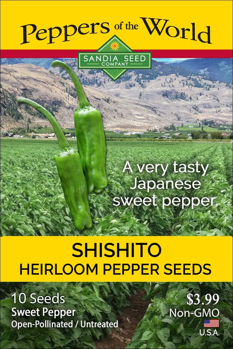 Shishito - Heirloom Japanese Sweet Pepper - 10 Seeds - Non-GMO