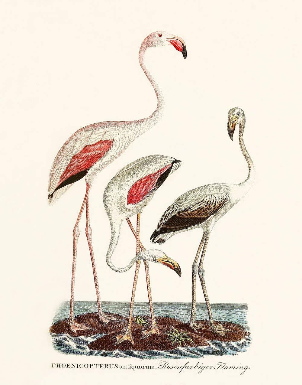 Flamingo Art Print Tropical Wall Art Decor - 8 x 10, 11 x 14, 16 x 20, 24 x 30