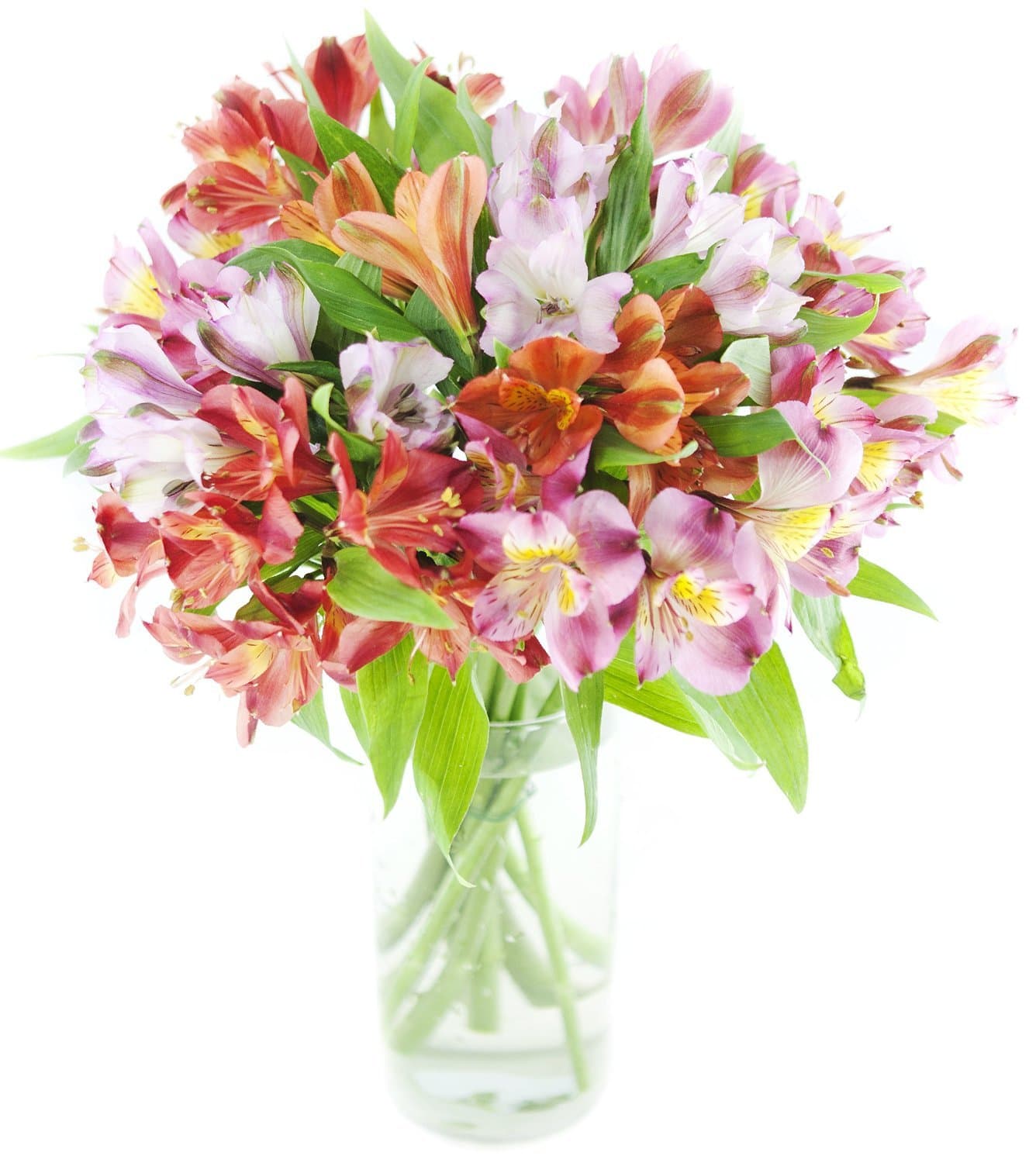 Alstromeria Peruvian Lilies (20 stems with Vase)