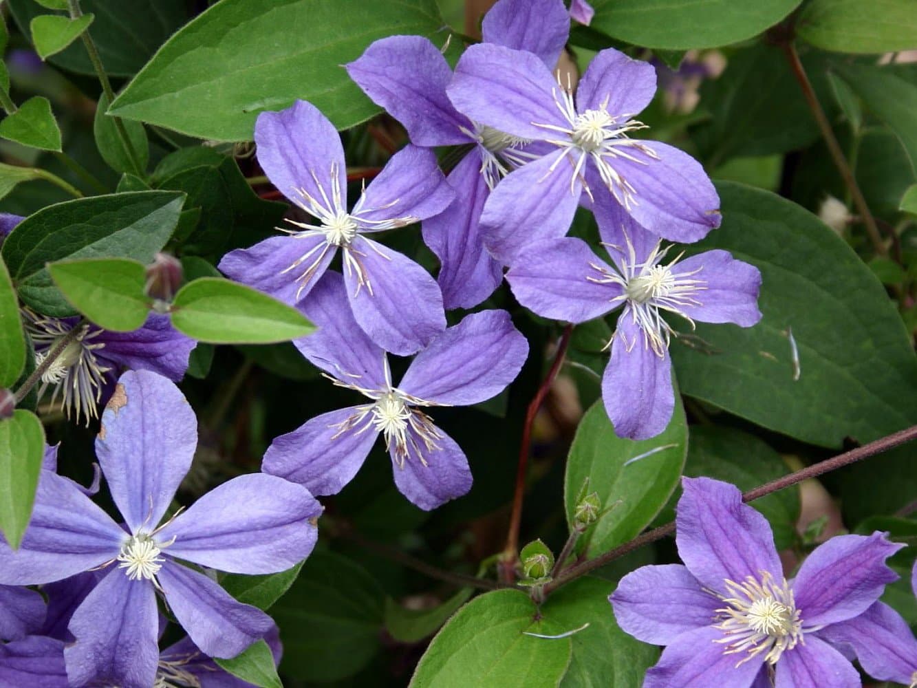 Arabella Clematis - Everblooming Hybrid - 2.5" Pot