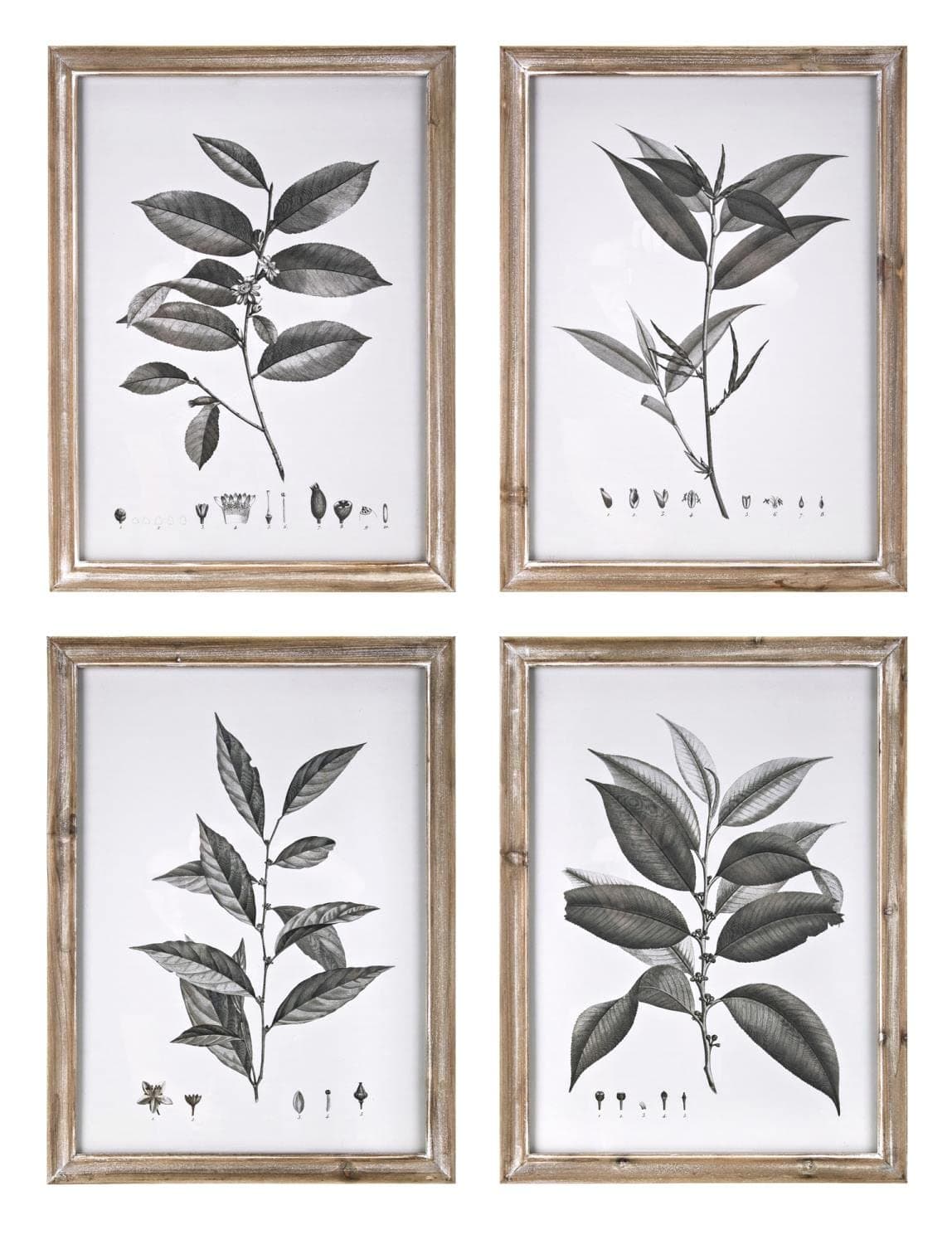 Imax Aba Botanical Wall Decor - Assorted 4