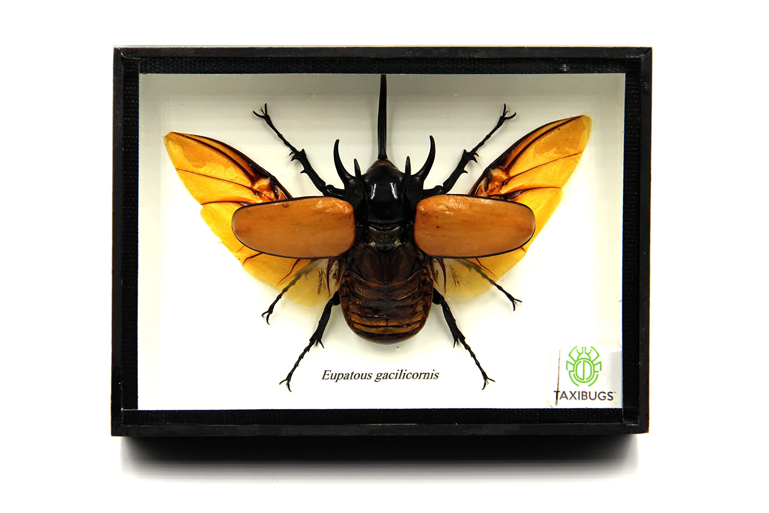 Real 5 Horned Beetle/Eupatorus Gracilicornis Flying Form Taxidermy in Transparent Box Display (Black Wooden Box)