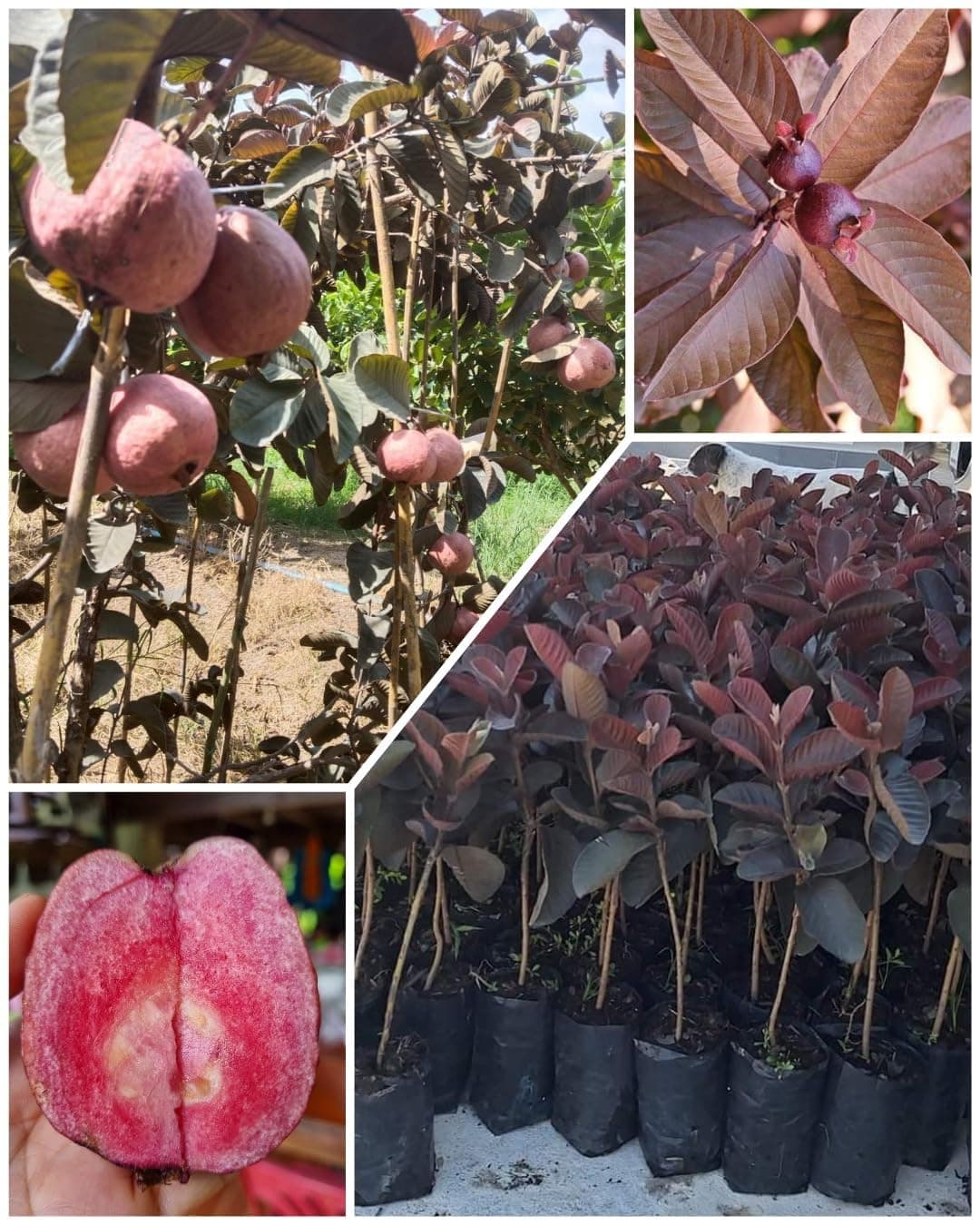 Dwarf Malaysian Red Guava Plant - Red Skin Red Flesh All Season Guava Fruit Tree (1 Healthy Live Plant with polybag),CF_N142