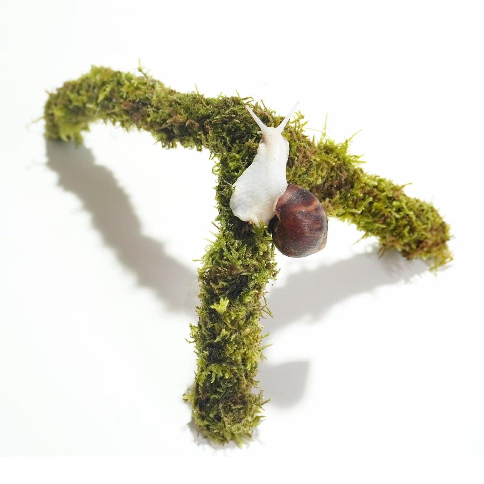 12 Inch Pet Snail Climbing Toys, Ideal Snail Terrarium Accessories, Perfect for Pet Snails That Like to Climb
