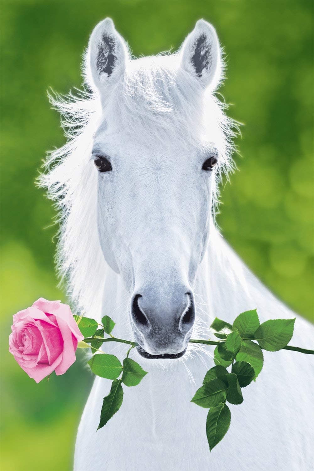 Studio B Laminated White Horse with Rose Poster 36x24