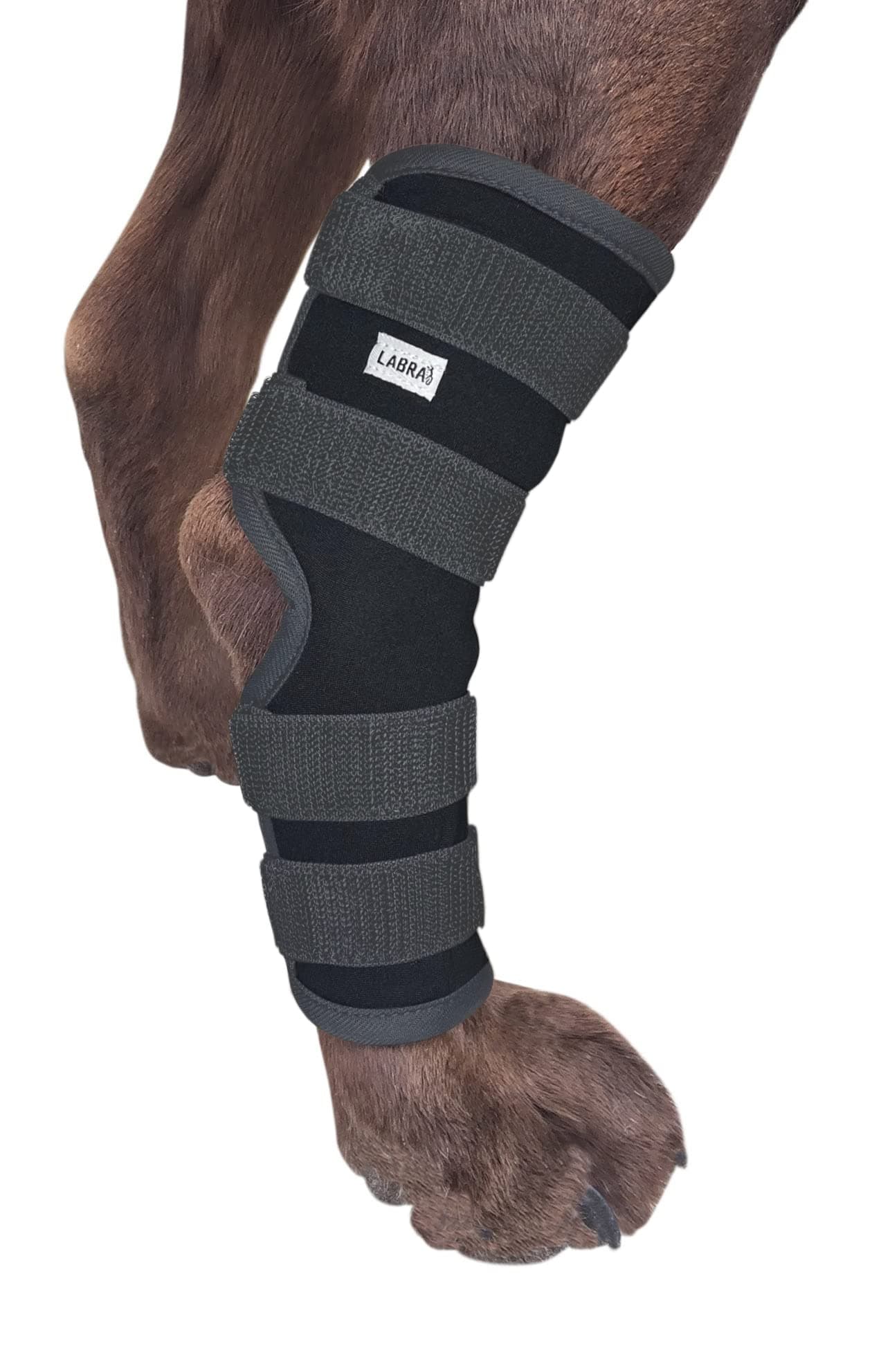 (Large) - Co. Dog Canine Rear Leg Hock Joint Wrap Protects Wounds as they Heal Compression Brace Heals and Prevents Injuries and Sprains Helps with Loss of Stability caused by Arthritis