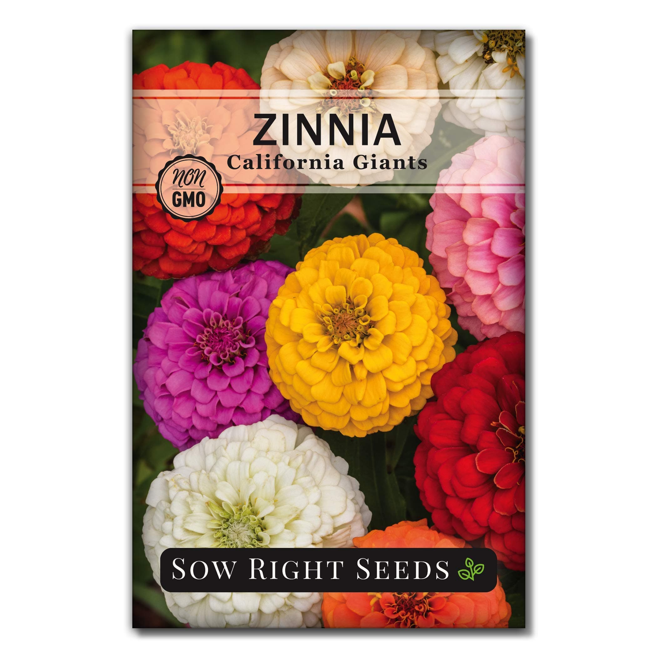 Sow Right Seeds - California Giants Mix Zinnia Seeds for Planting - Non-GMO Heirloom Packet to Grow Your Flower Garden - Attract Bees and Butterflies - Great to Cut and Come Again - Summer Annual (1)