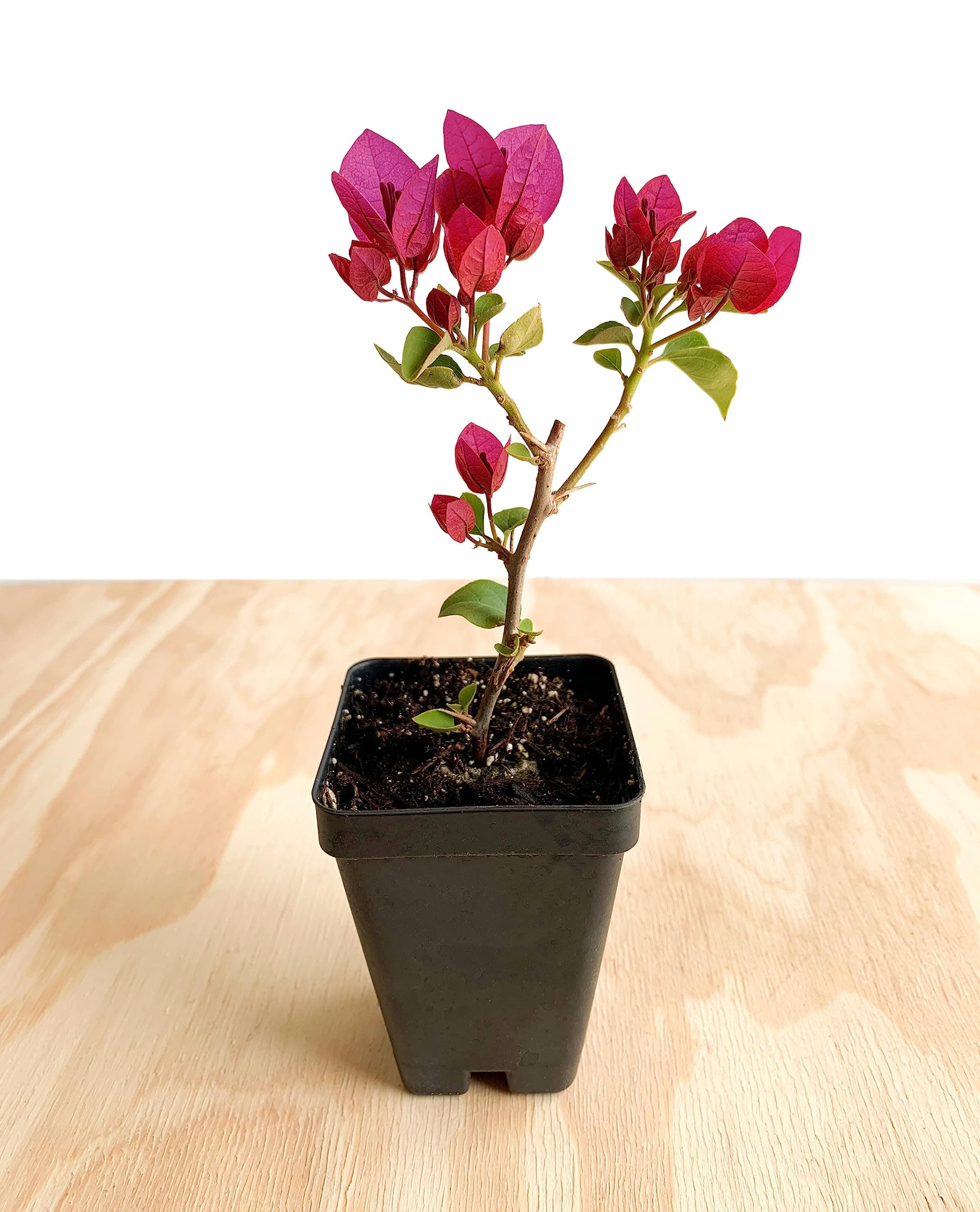 Bougainvillea Plant - Live Magenta-Red 'Barbara Karst' - 2.5 inch Pot, Pink, Green