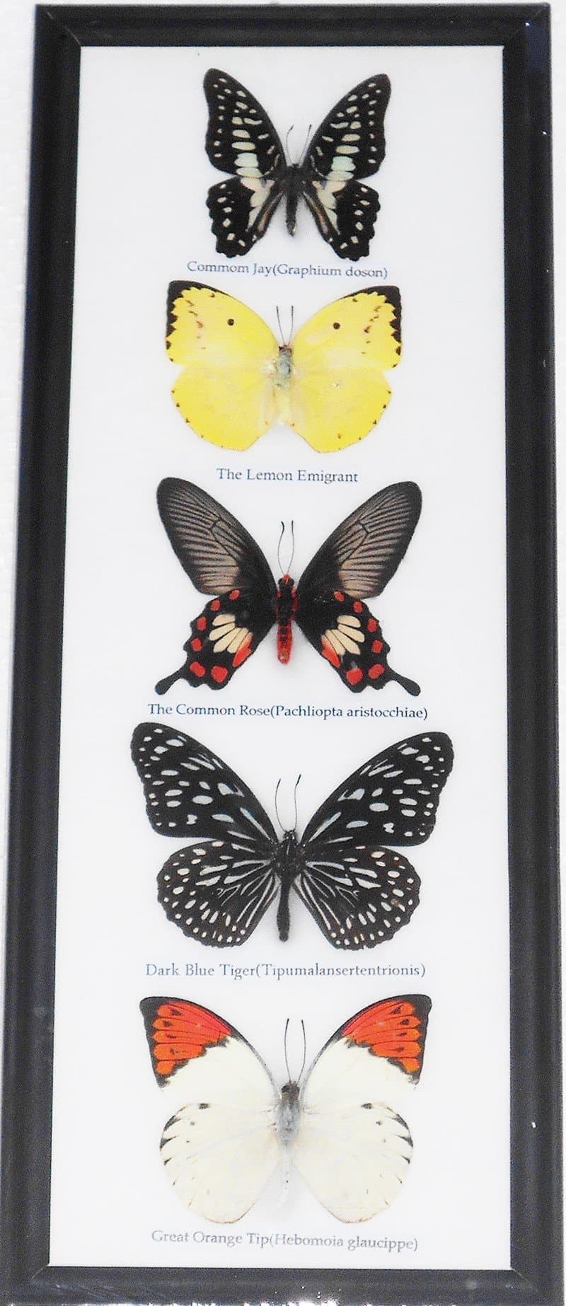 REAL 5 Butterflies Wall decor Hanging Collection Taxidermy in frame