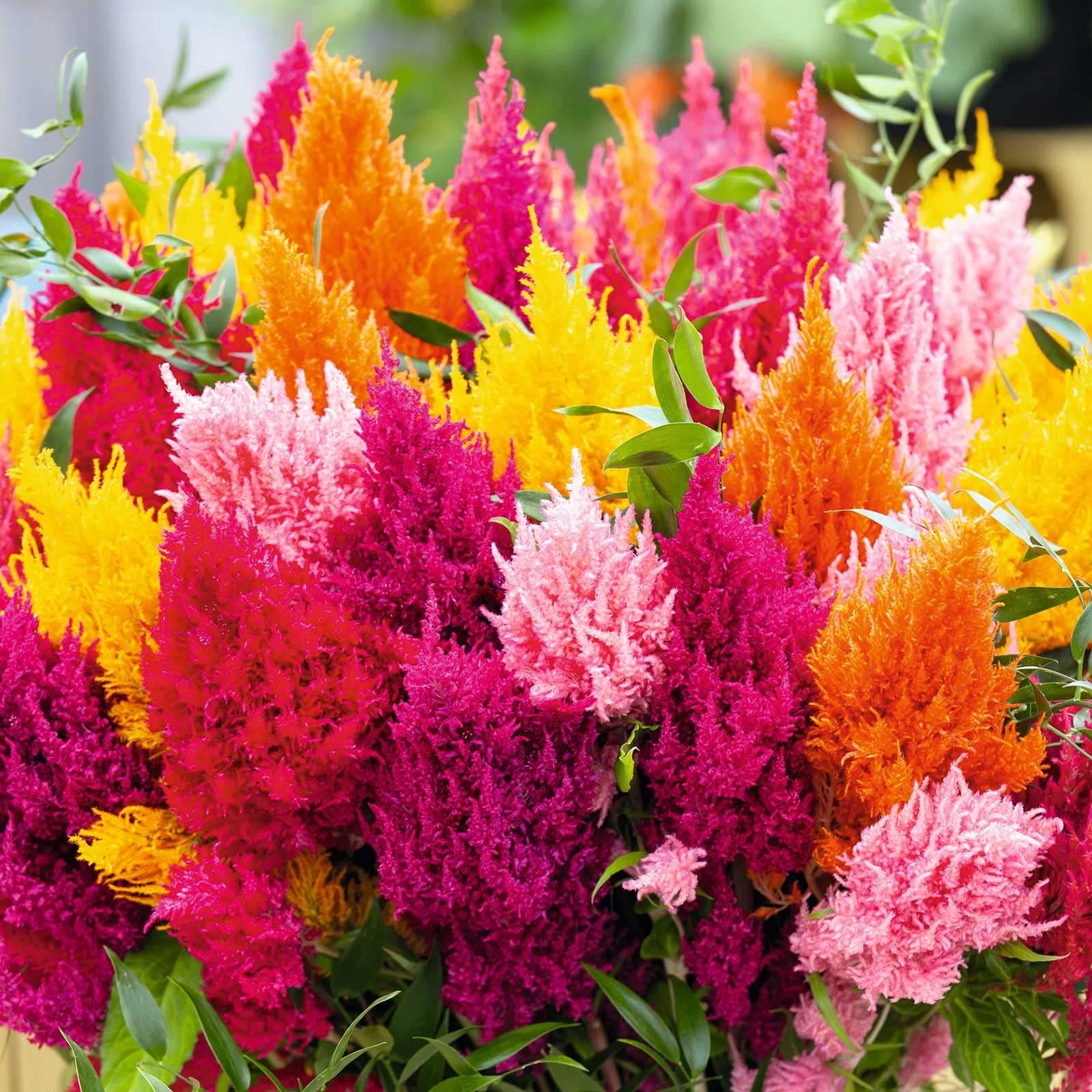 Eden Brothers Celosia Seeds - Mixed Pampas Plume