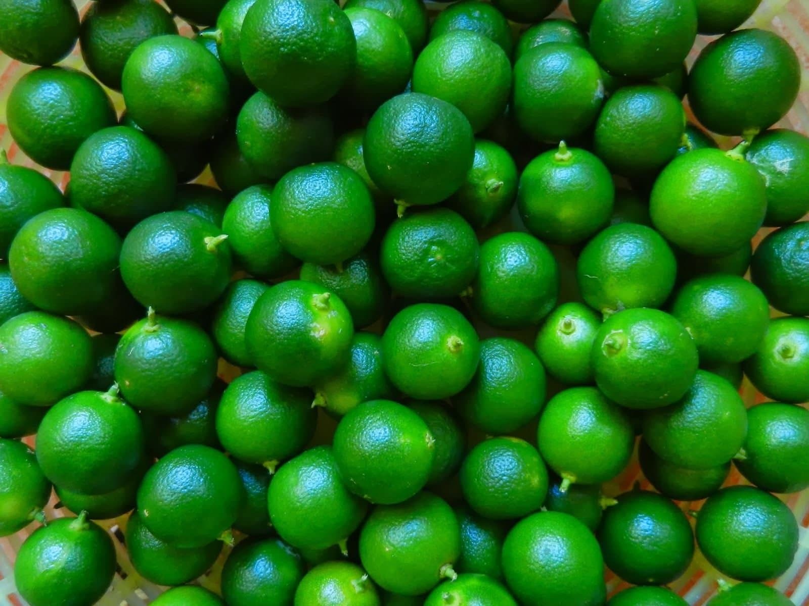 Calamansi Calamondin Lime SEEDS 16 (SIXTEEN) Organically Grown!
