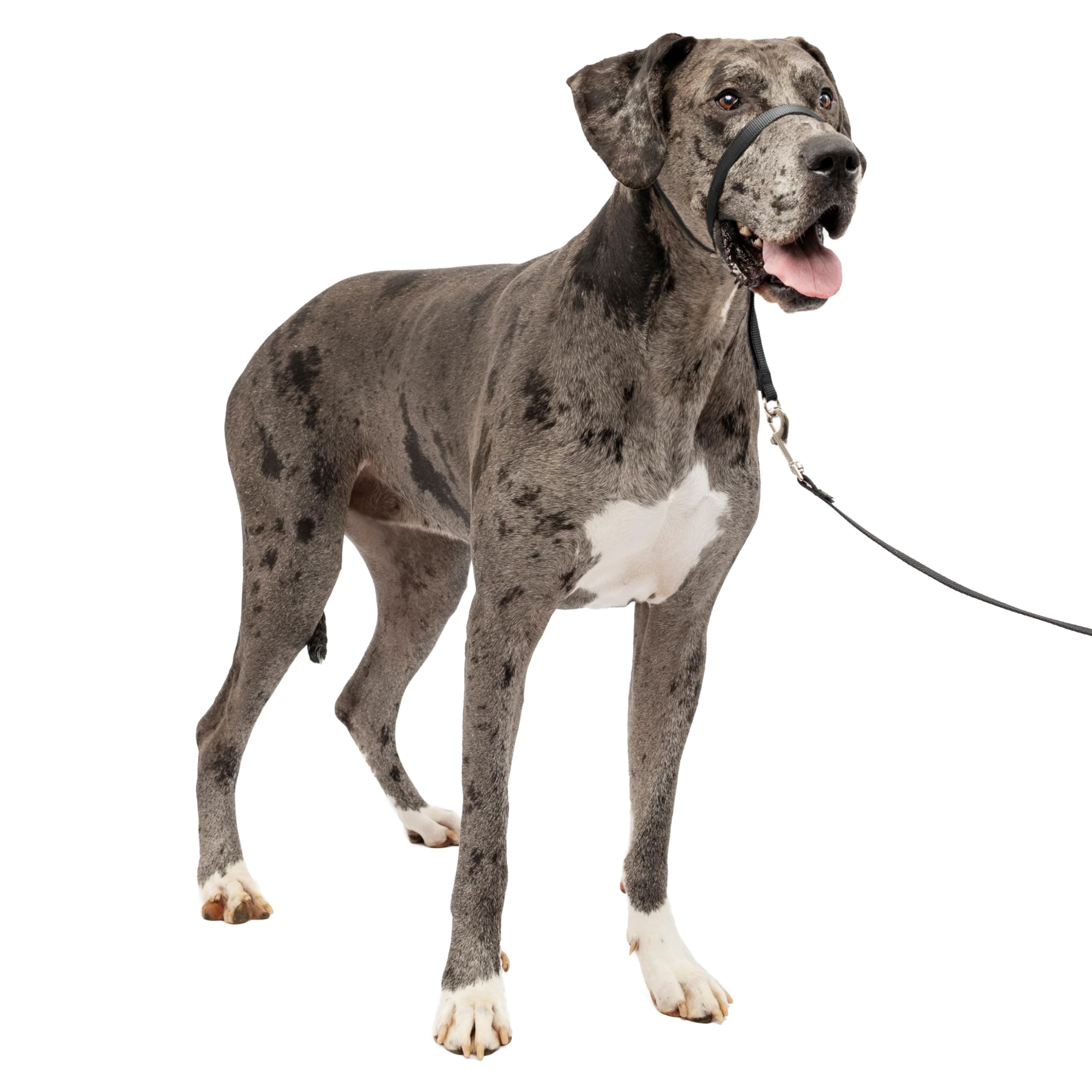 Gentle Leader Headcollar, No-Pull Dog Collar – Perfect for Leash & Harness Training – Stops Pets from Pulling and Choking on Walks – Extra Large, Black