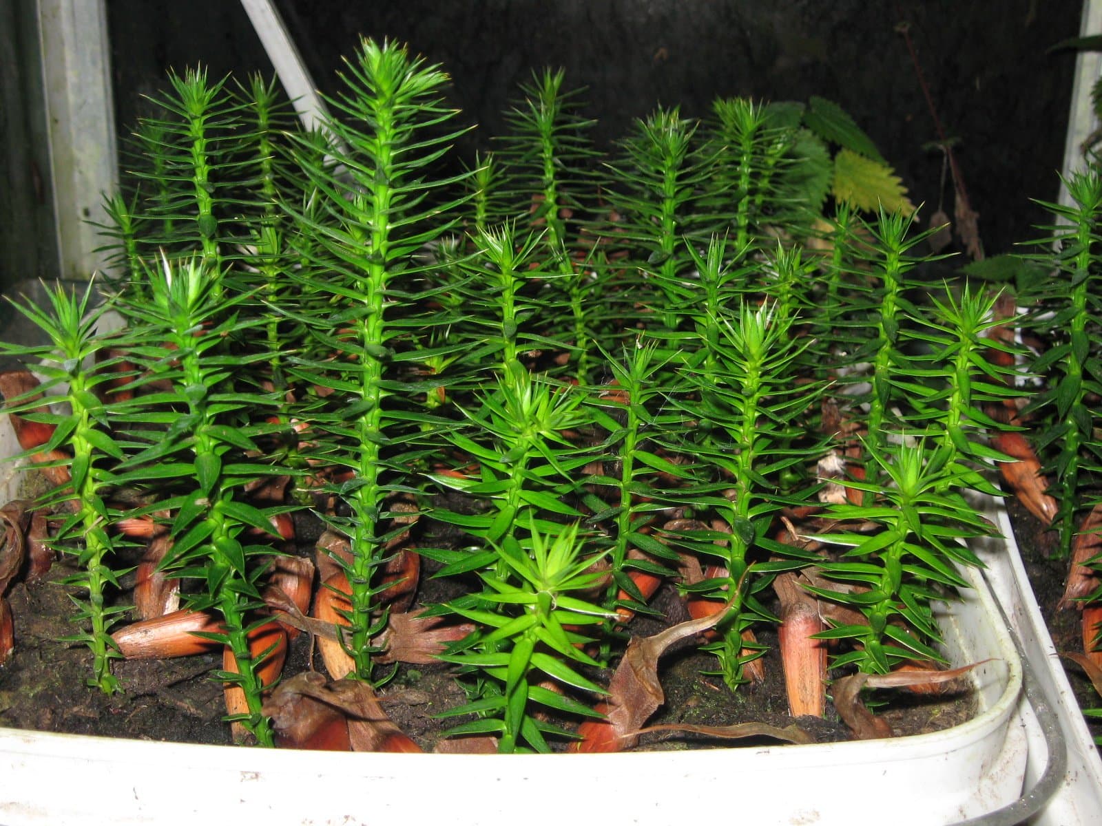 Monkey Puzzle Tree Araucaria Araucana 9-10cm Tall 1-2 Years Old