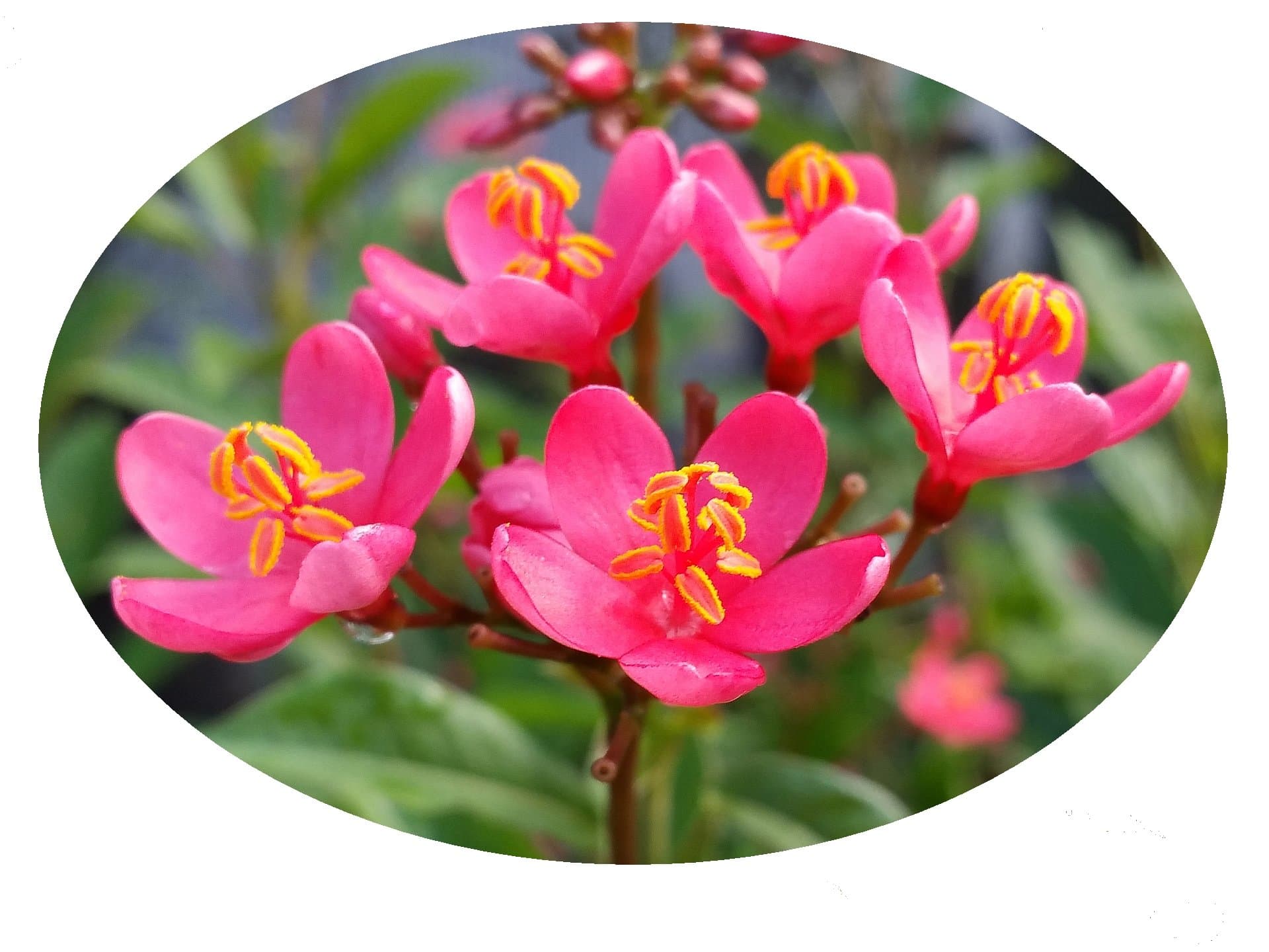 Watermelon Pink Dwarf Jatropha intergerima Tropical Tree Shrub Live Plant Peregrina New Color Starter Size 4 Inch Starter Pot Emerald Tm