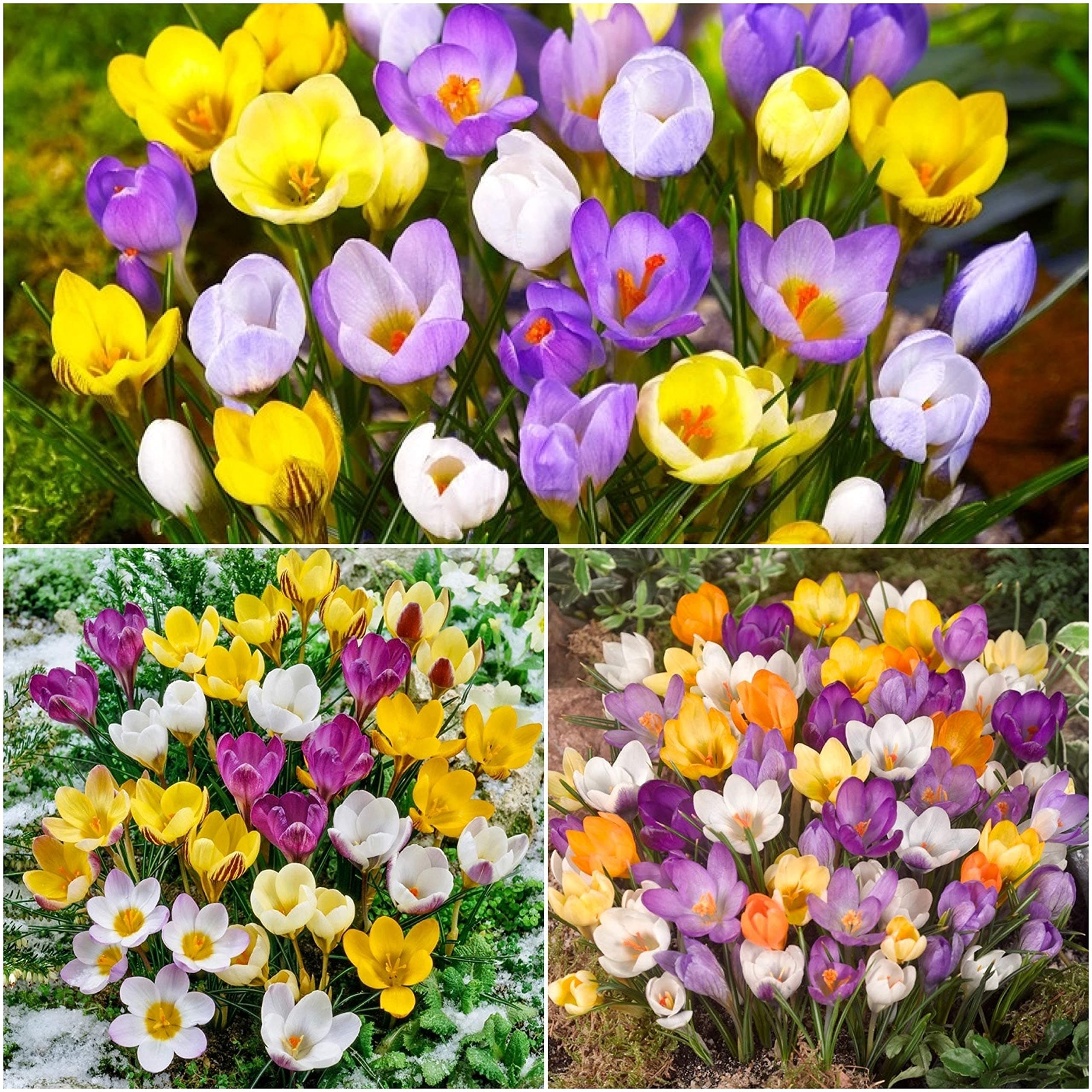 100 x Crocus Bulbs - Species Mixed Colours - White - Purple - Striped - Yellow - Blue - Spring Flowering Garden Bulbs - Plant with Snowdrops - Free UK P&P