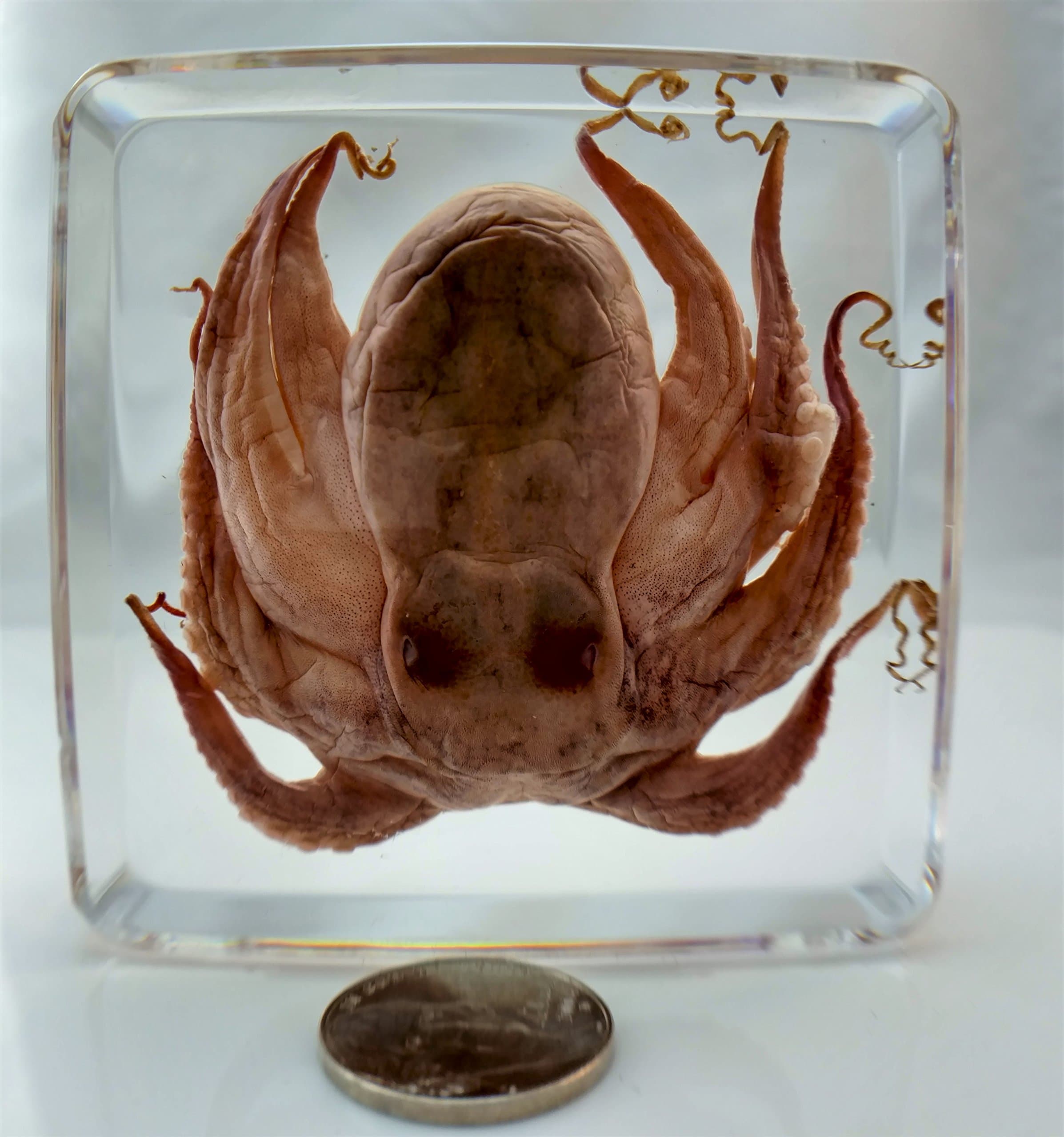 Real Octopus Specimen in Lucite Resin