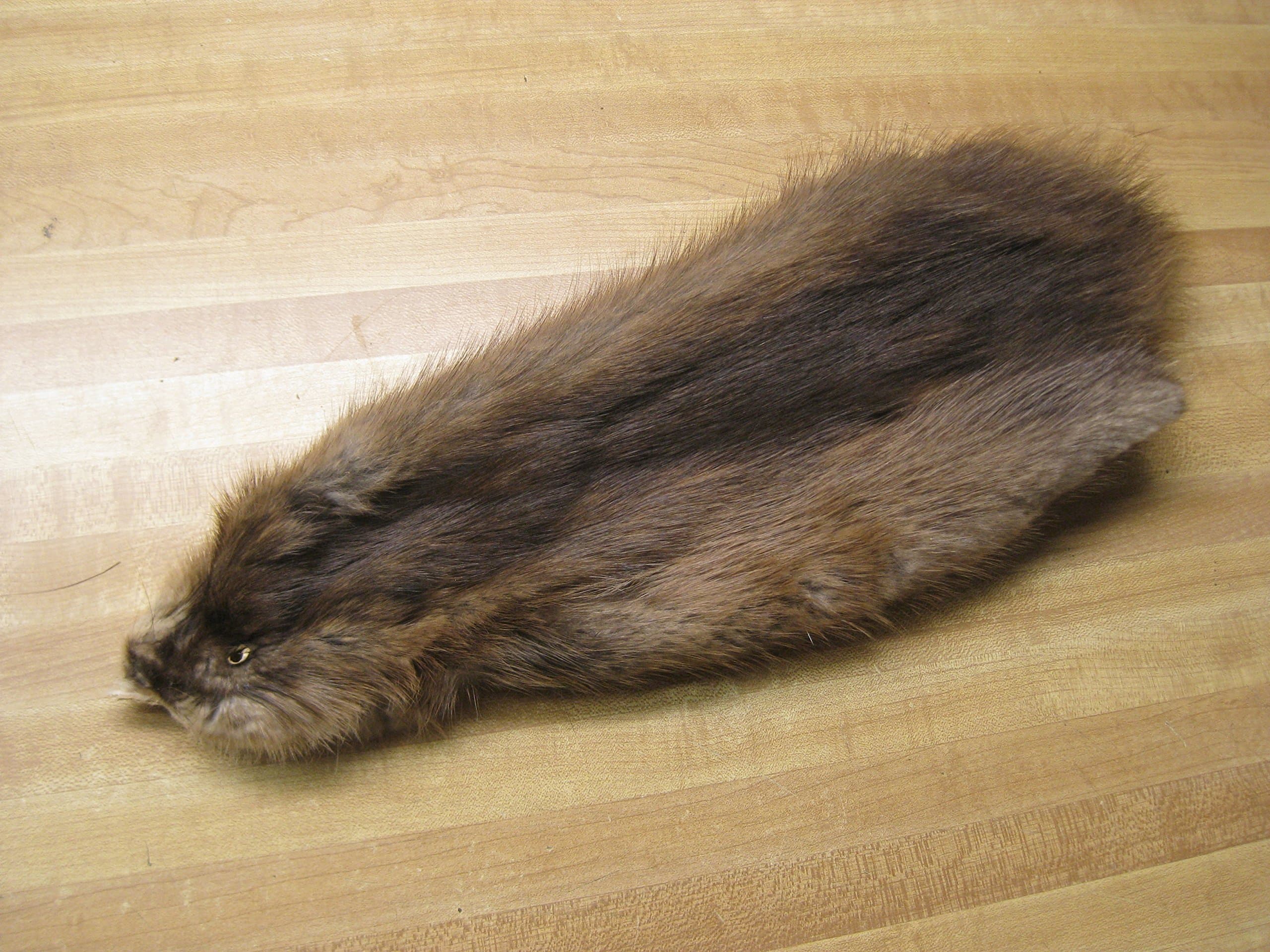 Tanned Muskrat Hide Fur #2 Quality